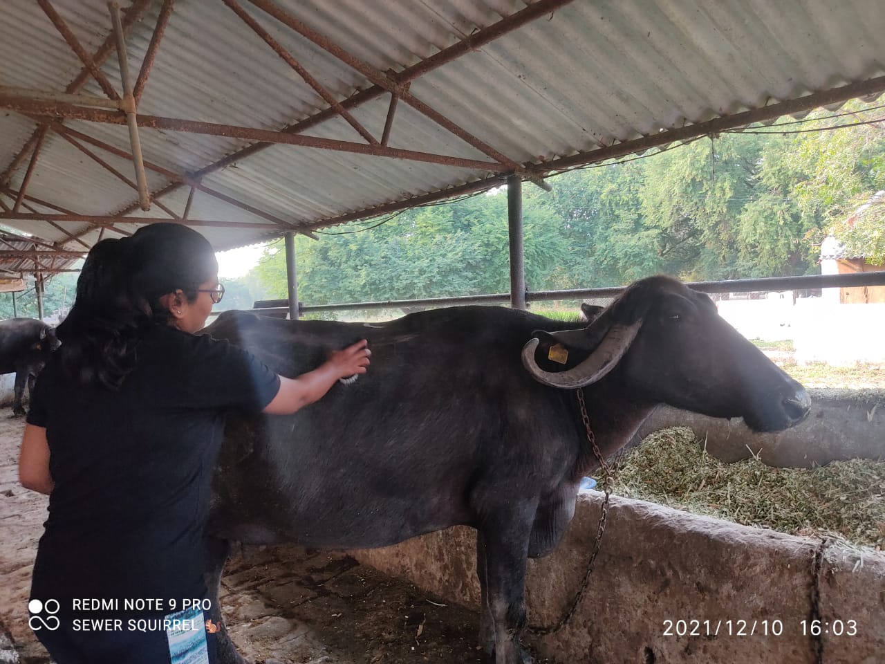 Students Grooming The Buffaloes During ETP